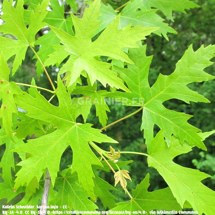 Acer saccharinum, silver maple, silverleaf maple image